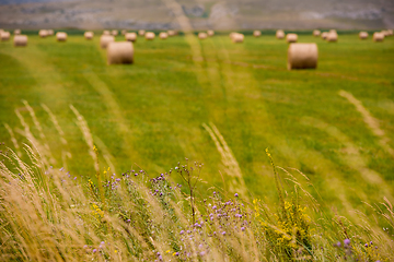 Image showing Rolls of hay in a wide field