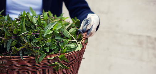 Image showing gardening wooden basket with herbs