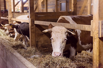 Image showing herd of cows eating hay in cowshed on dairy farm