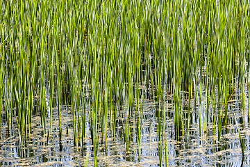 Image showing Grass in the water