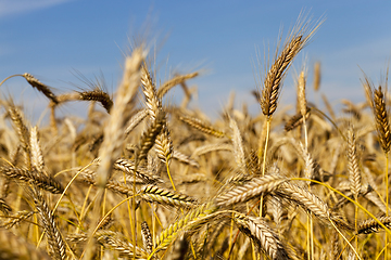 Image showing wheat, close up