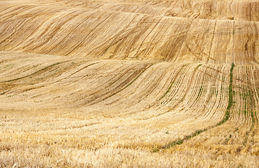 Image showing harvest on sunny day