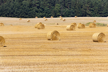 Image showing Mowed grain field