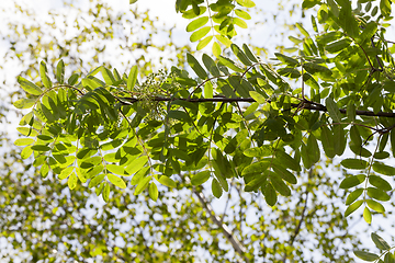 Image showing mountain ash