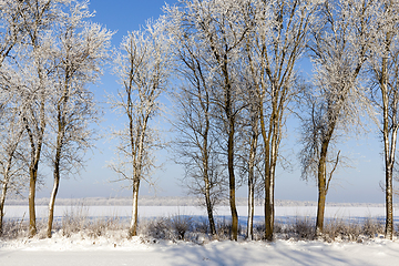 Image showing winter trees