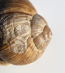 Image showing shell of a snail