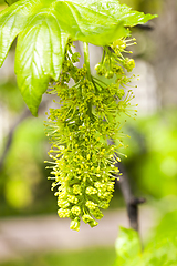 Image showing Blooming branch tree