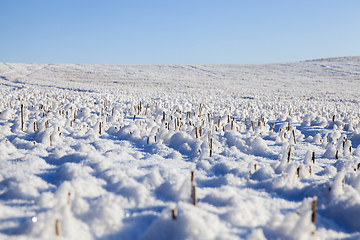 Image showing harvested wheat crop