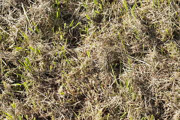 Image showing Mown grass, close-up