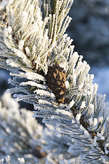 Image showing Tree with frost