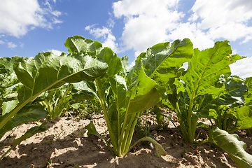 Image showing top sugar beet