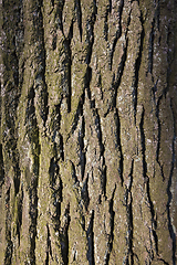 Image showing bark on the trunk of pine tree