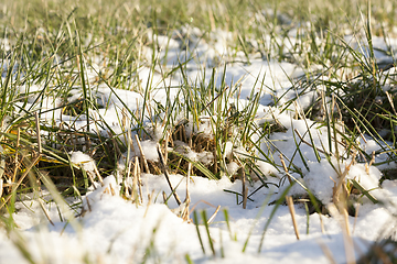 Image showing Grass covered with snow - snow-covered green grass in a rural field. Close-up