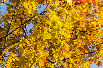 Image showing yellowed maple trees in autumn