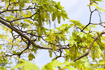 Image showing Flower of tree