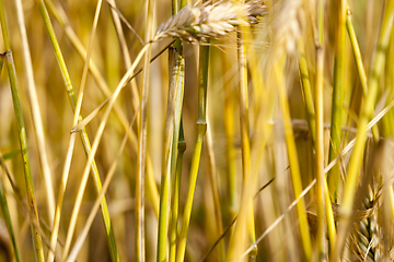 Image showing a large number of stalks