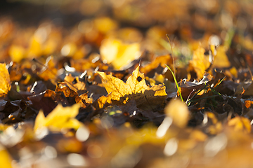 Image showing Yellow fallen leaves