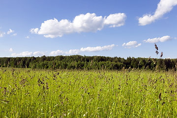 Image showing field , blue sky