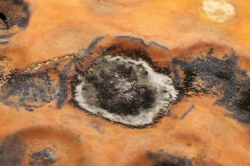 Image showing mold on the pumpkin