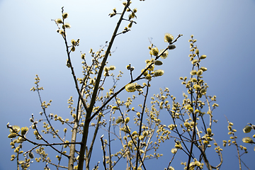 Image showing branch of willow