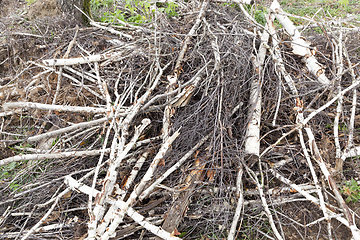 Image showing Broken breeze trees birch trees