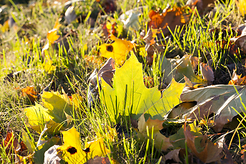 Image showing Yellow foliage, autumn