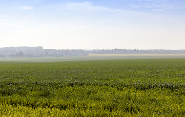 Image showing Landscape with grass