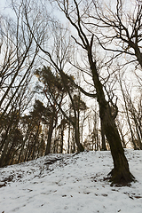 Image showing Deciduous trees in winter