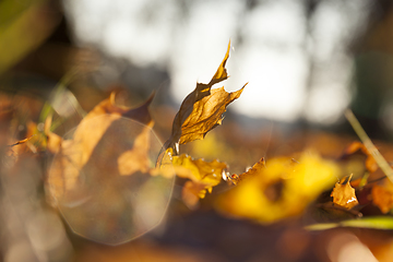 Image showing Yellow foliage, autumn