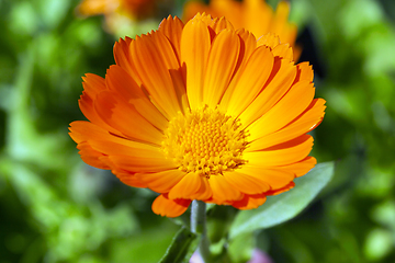 Image showing Orange calendula, close-up