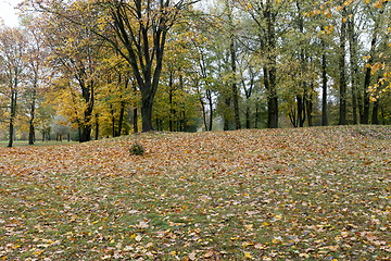 Image showing yellow fallen leaves on green grass in a city park