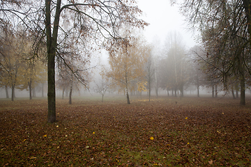 Image showing Fog in the autumn forest