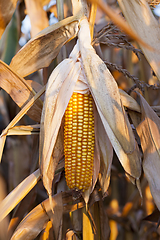 Image showing Mature maize