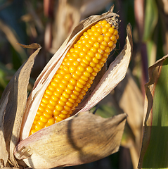 Image showing Mature maize