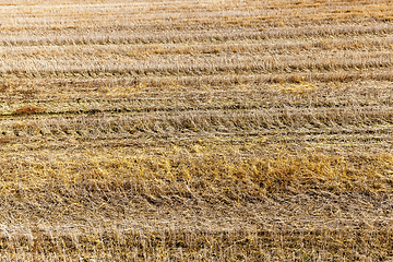 Image showing agricultural field and blue sky