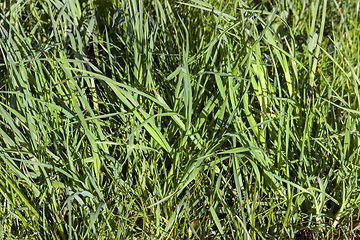 Image showing sunlit green grass