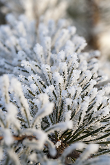 Image showing Trees under frost