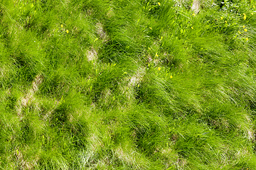 Image showing Green grass on the field