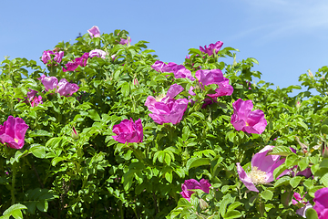 Image showing dog rose closeup