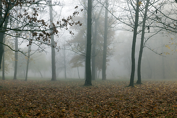 Image showing Autumn forest, fog