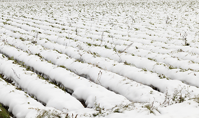Image showing stalks carrots in the snow
