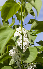 Image showing White lilac