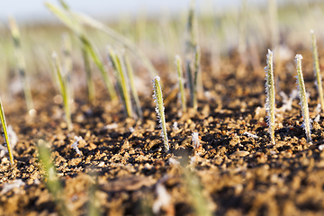 Image showing young sprouts close-up of wheat