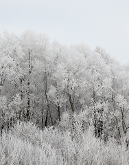 Image showing Photographed winter forest