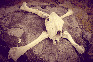 Image showing Horse skull and bones