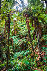 Image showing Giant ferns in redwood forest, Rotorua, New Zealand