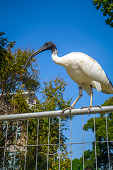 Image showing Black and white ibis in Sydney, Australia