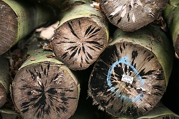 Image showing tree trunk