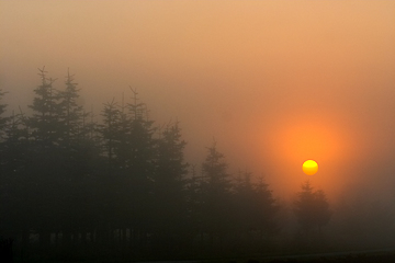 Image showing branches morning