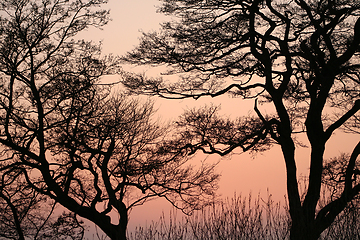 Image showing branches morning